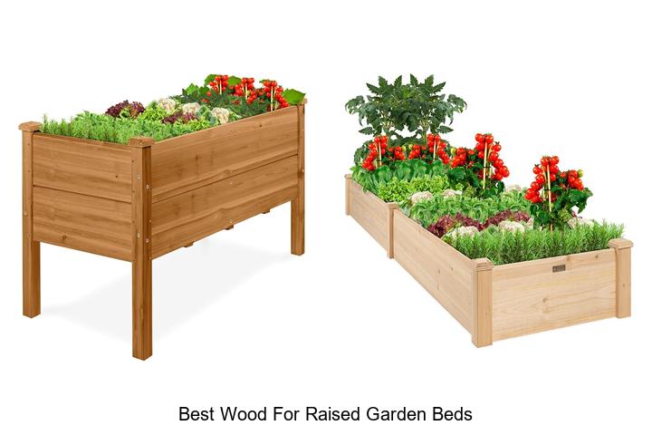 Best Wood For Raised Garden Beds That Lasts Forever!